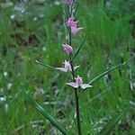 Cephalanthera rubra Облик