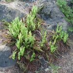 Polystichum lemmonii Habit