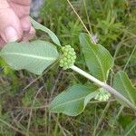 Asclepias viridiflora Ліст