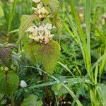 Lamium album Flower