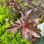 Hibiscus acetosella Blatt