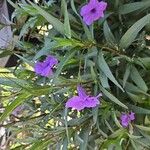 Ruellia simplexKvět