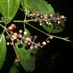 Miconia gracilis Fruto
