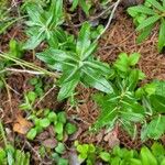 Kalmia polifolia Leaf