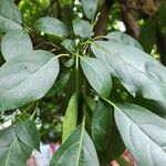 Cordia gerascanthus Liść