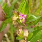 Cuphea elliptica Flor