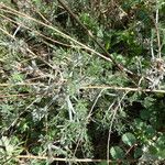 Artemisia campestris Bark