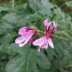 Pelargonium panduriforme