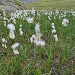 Eriophorum angustifoliumFlower