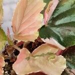 Begonia hirtella List