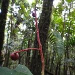 Tapeinosperma scrobiculatum Frucht