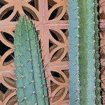 Cereus hexagonus ഇല