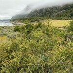 Berberis microphylla Natur