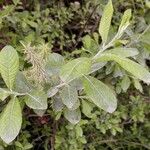 Salix aurita Folha