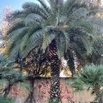 Phoenix canariensis Folla