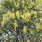 Corylopsis himalayana List