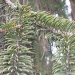 Picea sitchensis Blatt