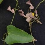 Aristolochia triangularis Цветок