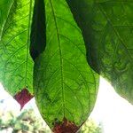 Columnea medicinalis 葉