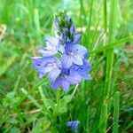 Veronica austriaca Flower