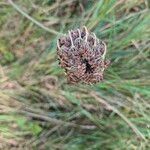 Daucus carotaFlower