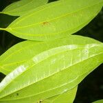 Cinnamomum neurophyllum