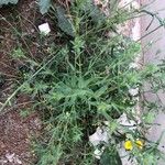 Linum strictum 葉