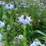 Nigella sativa Flower