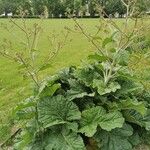 Crambe cordifolia Листок