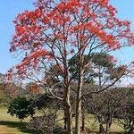 Erythrina falcata Агульны выгляд