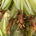 Aloe ferox Flor