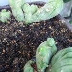 Echinopsis lageniformis Hoja