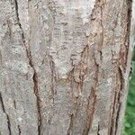 Toona sinensis Bark