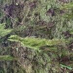 Azolla filiculoides Leaf