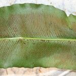 Coniogramme africana Leaf