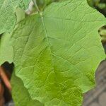 Solanum aethiopicum Leaf
