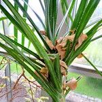 Pandanus pygmaeus Hoja