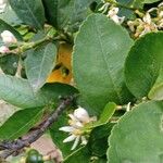 Citrus × latifolia Цветок