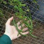 Senna pendula Fruit