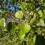 Populus tremuloides Folha