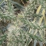 Cylindropuntia tunicata Лист