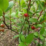 Gaylussacia baccata Fruit