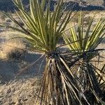 Yucca schidigera Frunză