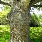 Quercus robur Ekosanga