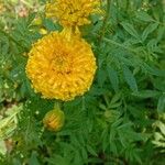 Tagetes erectaBlüte