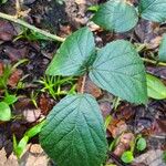 Rubus echinatus ഇല