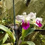 Cattleya mendelii Flor