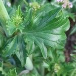 Valeriana calcitrapae Leaf