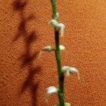 Polygonum virginianum Blüte