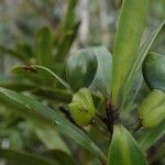 Podocarpus sylvestris